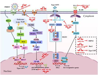 Role of microRNAs in host defense against porcine reproductive and respiratory syndrome virus infection: a hidden front line
